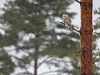 Händkakk lumesajus